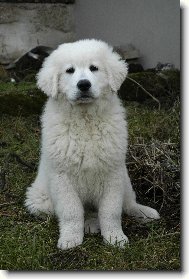 �iro - necel� t�i m�s�ce