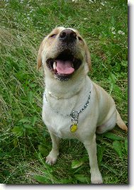 �sm�v pros�m..