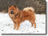 Eurasier na sn�hu