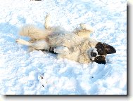 Moskevsk� str�n� pes