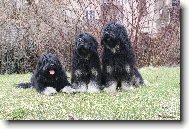 Prvn� portugal�t� ov��ci v �esk� reopblice - ch.st. Moravia Tauti