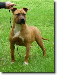 Zolotoy Angel Hranitel Olmar Bounty Meloun