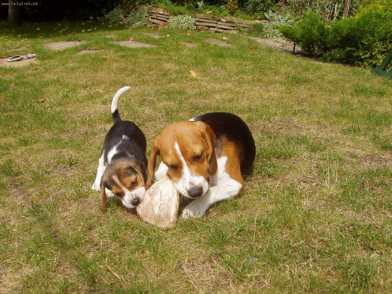 Foto: �r�ti !-Biggy a Max