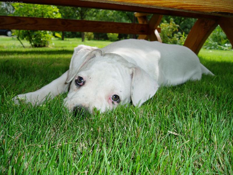 Foto: Isolda Red COCK-...�t���tko