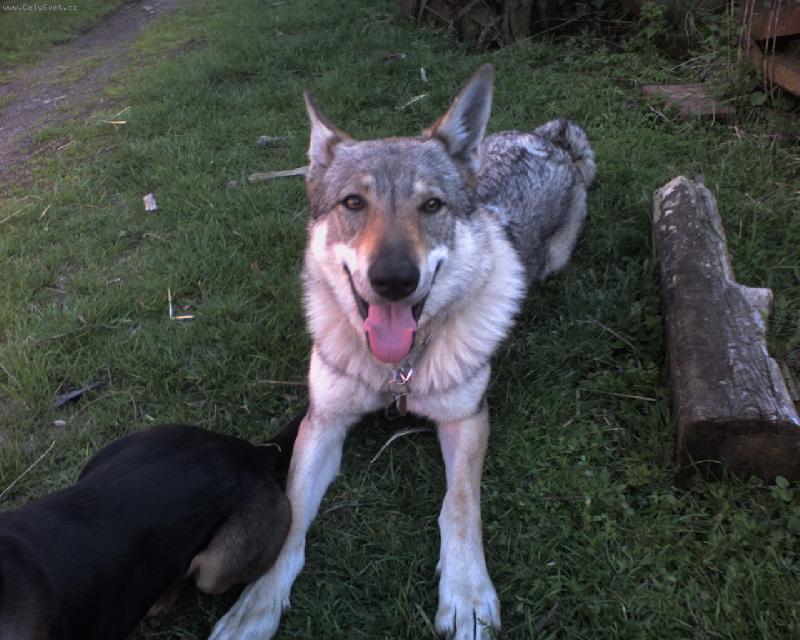 Foto: Ali-Tak co bude pani�ko? �ek�m.