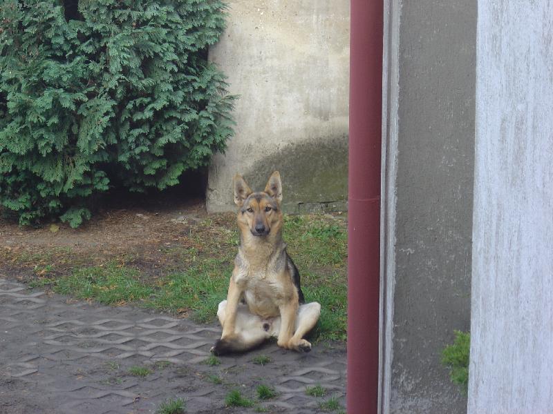 Foto: posed-sed�c� pes