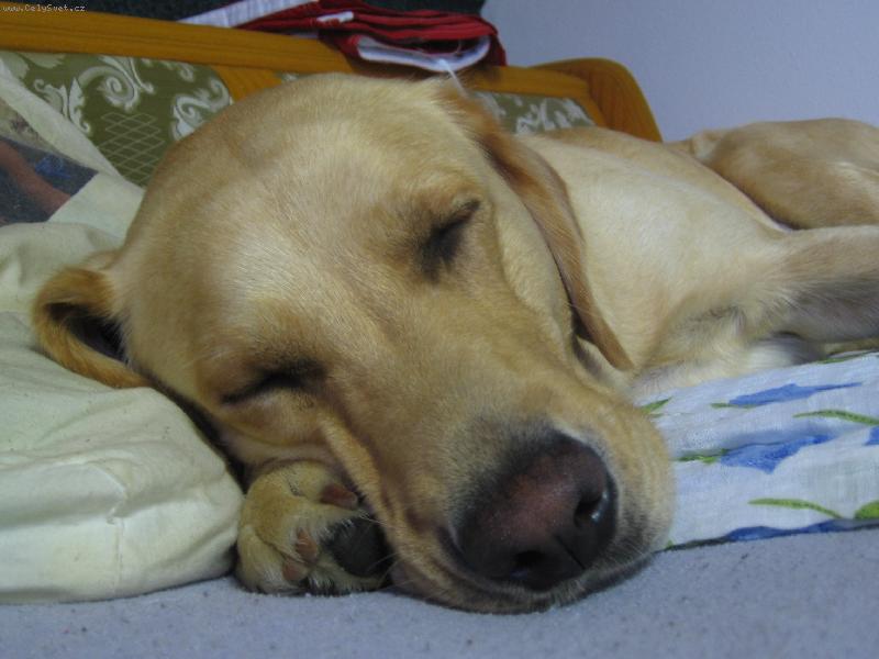 Foto: tracy-... zzzZZZzzz ...