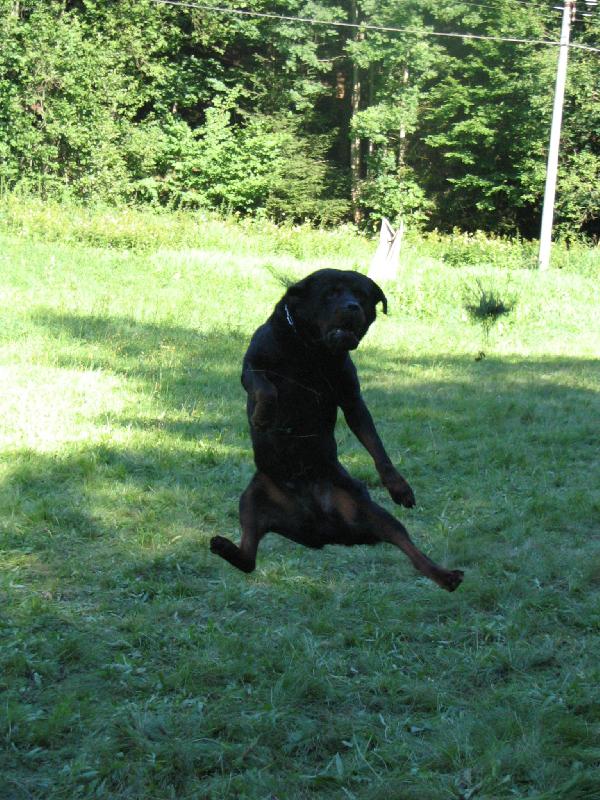 Foto: .. d�kaz, �e i psi um�j� l�tat....-..le� technika se mus� 