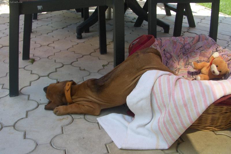 Foto: Aischa-A takto som spinkavala.....