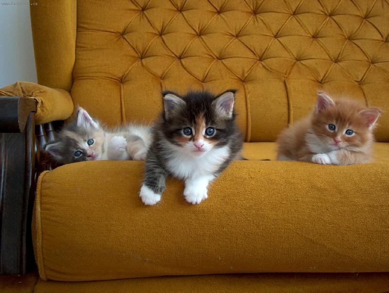 Foto: Ply���ci