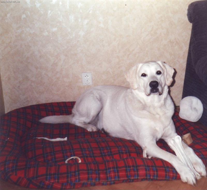 Foto: Akim-M�j pes Akim