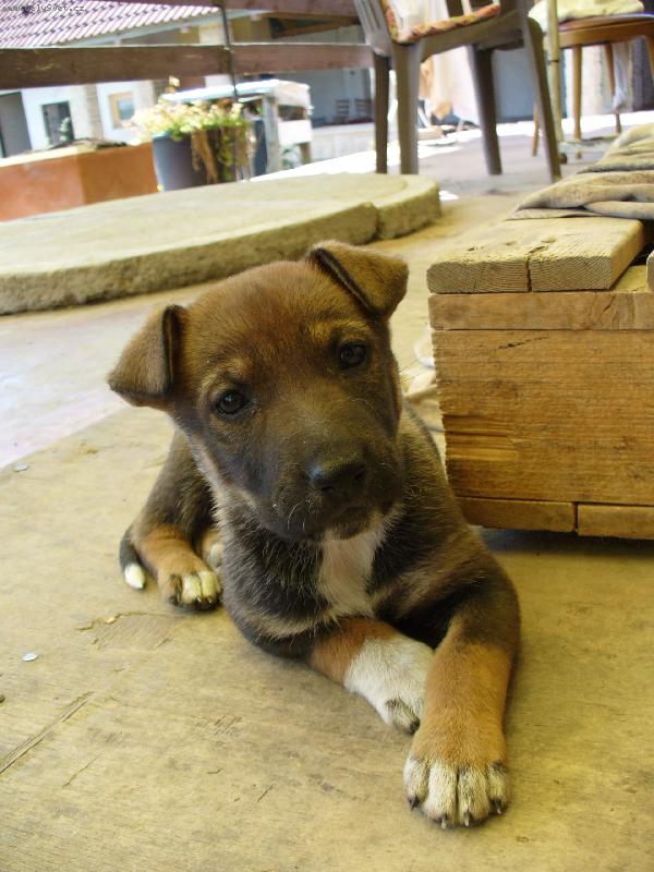 Foto: K��enec-Ty jsi v�dce sme�ky?