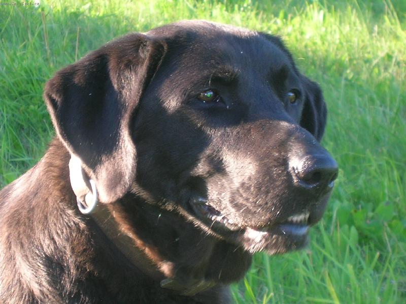 Foto: Dara-�sm�v pros�m.....d�kuji