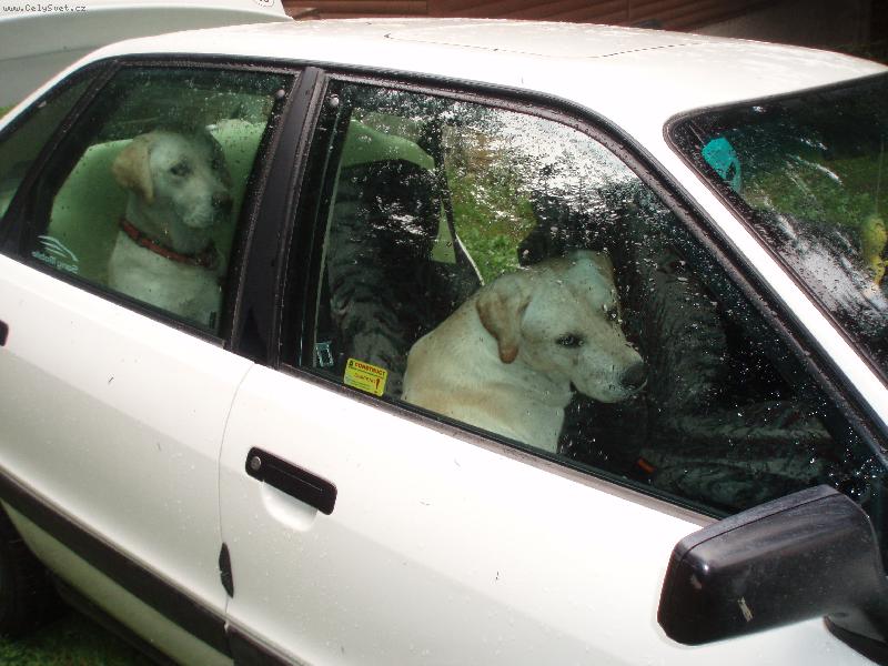 Foto: Bady a Sam-Jedem na dovolenou