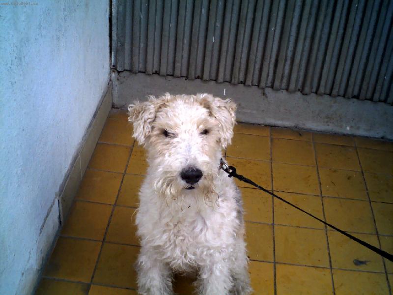 Foto: jsem nejhodn�j�� pes