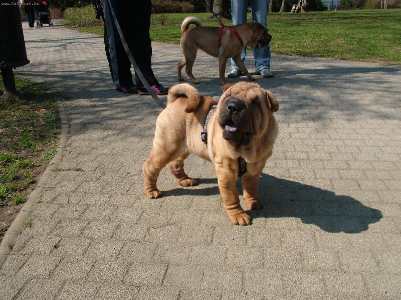 Foto: M�j medv�dek Princ