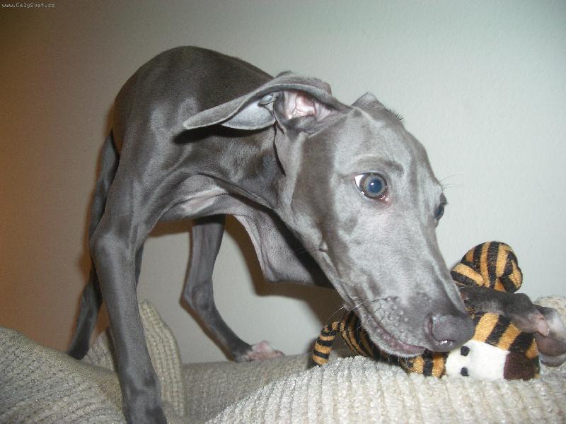 Foto: Spike a jeho aportek