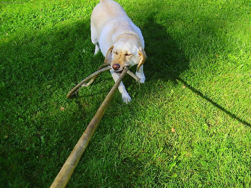 Foto: Boj s hadic�