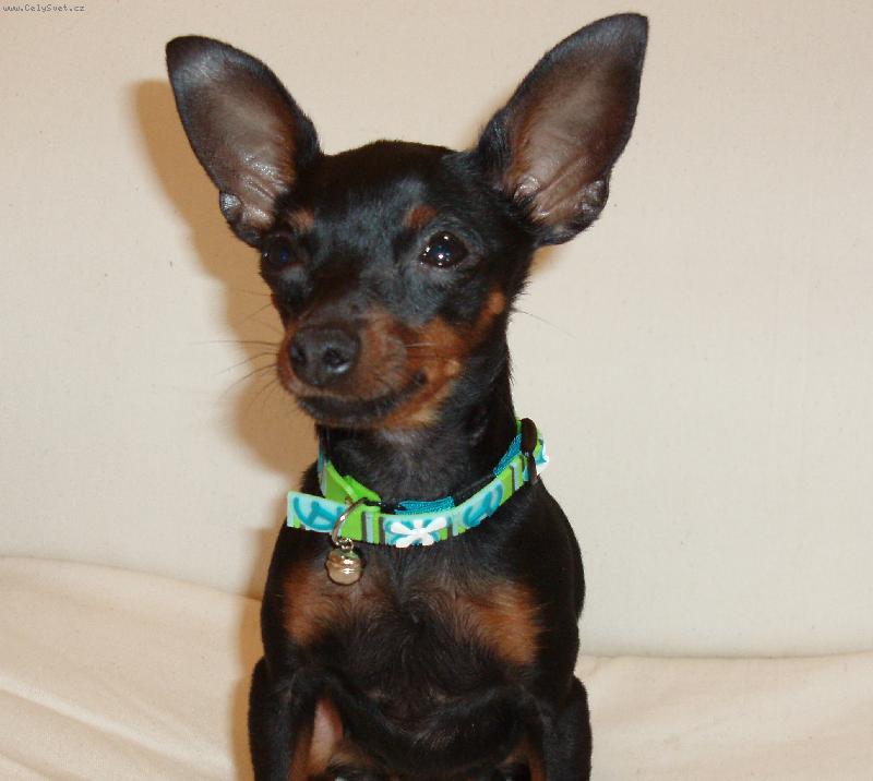 Foto: krysa�i�ka-na�e slun��ko