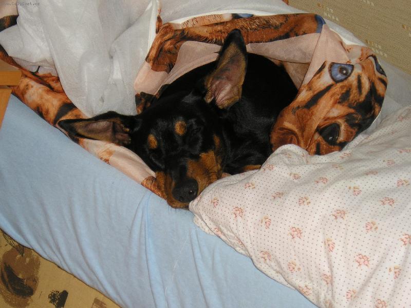 Foto: Sp�m z�sadn� pod pe�inkou...-E�linka