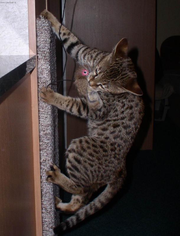 Foto: Savanov� ko�ka 8