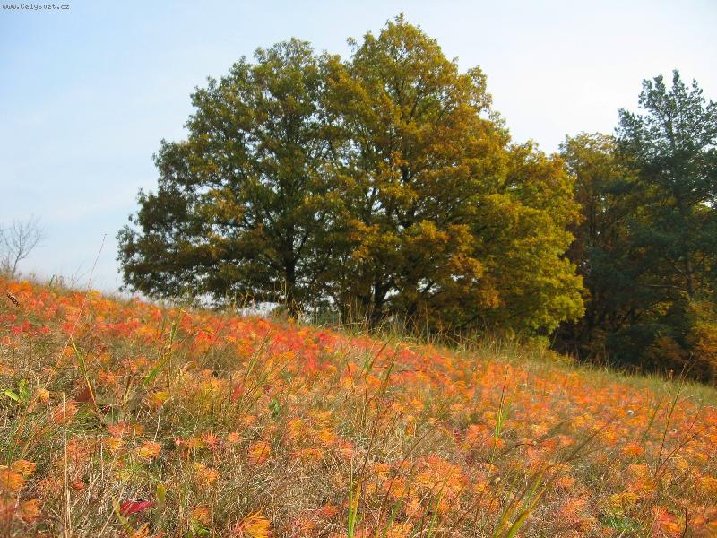 Foto: podzim-na Jun�ck� louce