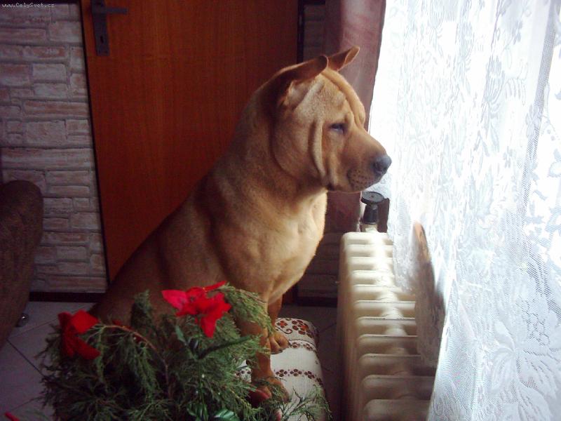 Foto: Kouk�n� z okna to je moje!