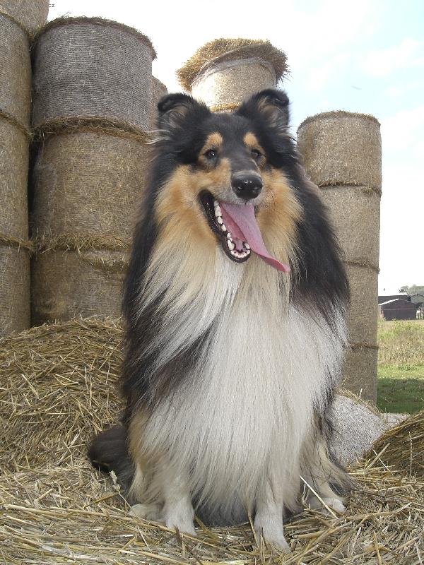 Foto: Ulvar black Vermiko-..