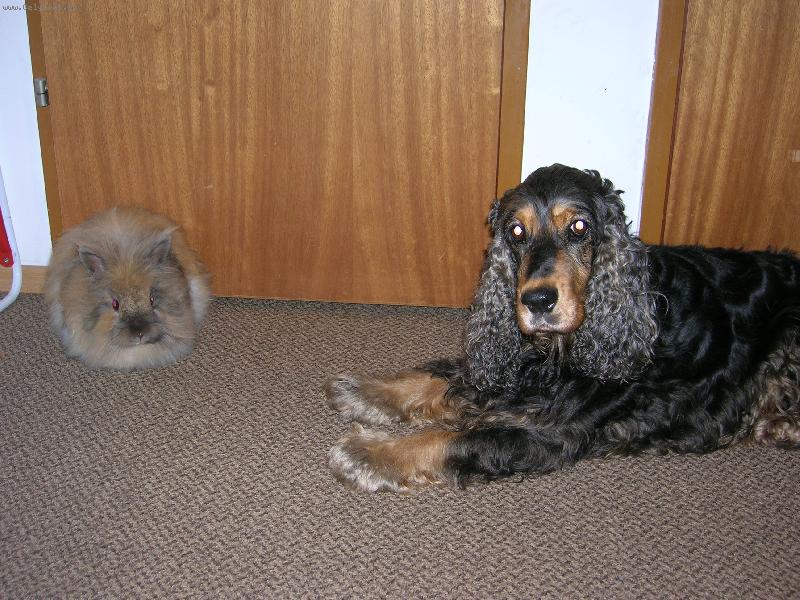 Foto: Sandy:-Sandy a jeji kamarad Jerry