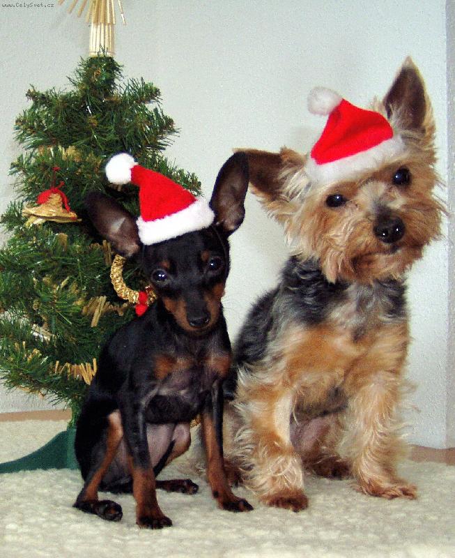 Foto: Kr�sn� v�noce v�em