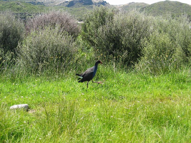 Foto: Sl�pka Takahe