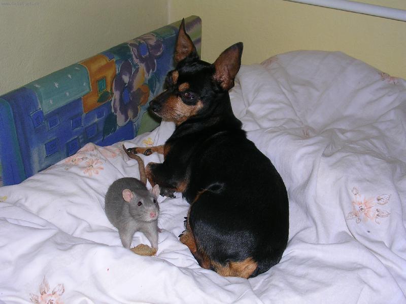 Foto: Kamar�dky aneb Tom a Jerry :-)))