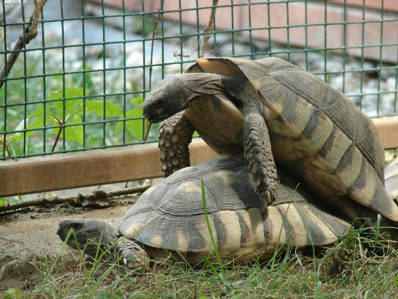 Foto: �elvi�ky :o)-zoo Brno