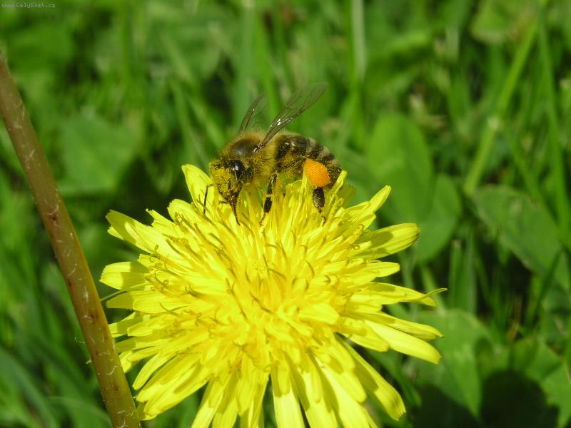 Foto: Sladk� sos�n��ko