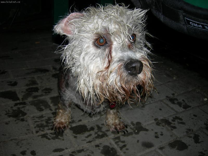 Foto: Ketty-Ketty po del�� proch�zce