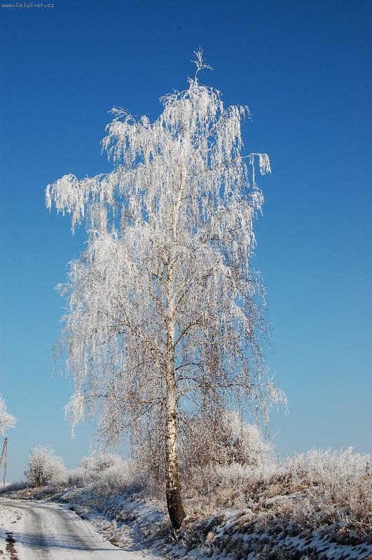 Foto: lo�sk� zima