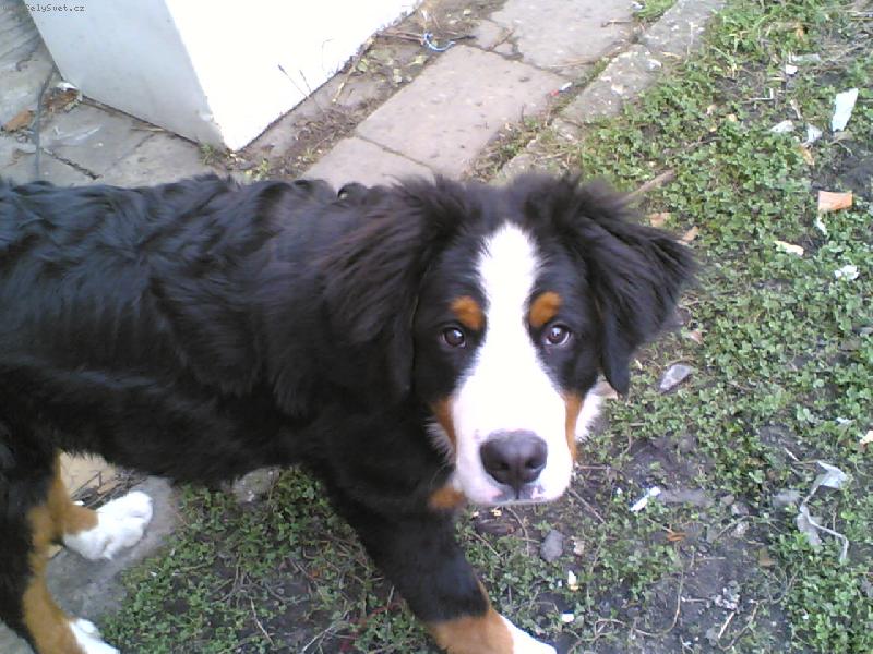 Foto: N� mil��ek Ben