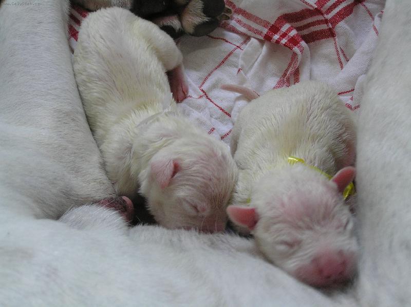 Foto: Novoro�n� �t�n�c� pank��i