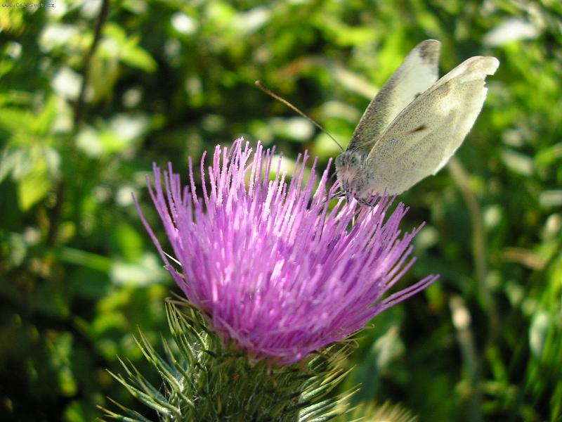 Foto: Mot�lek na bodl�ku