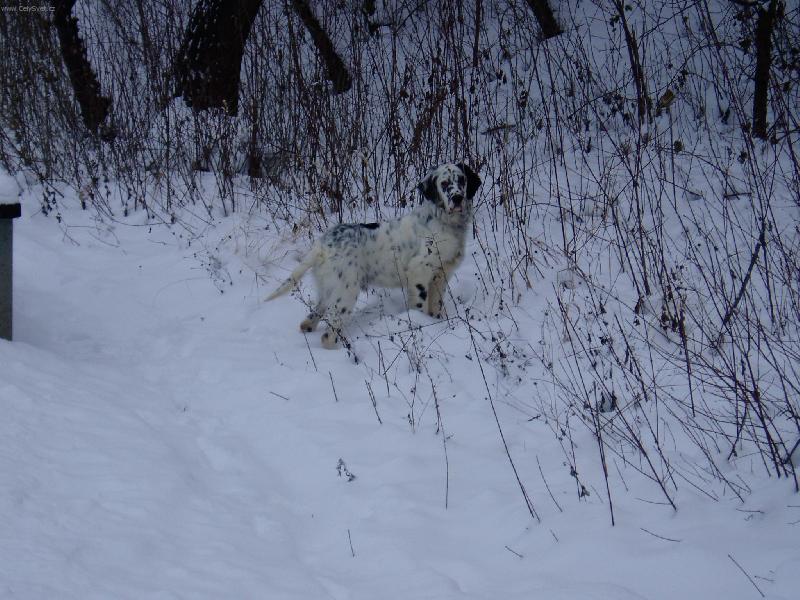 Foto: Harwey-tady jsem...