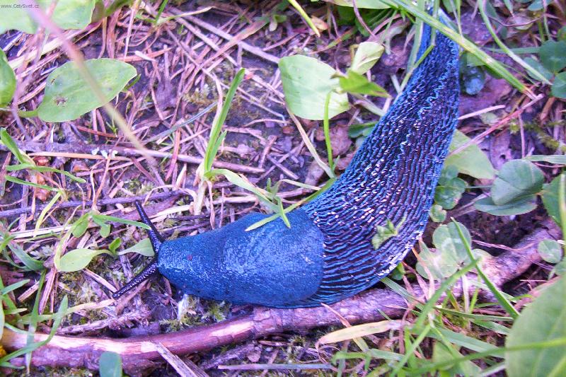 Foto: Modr� je dobr�