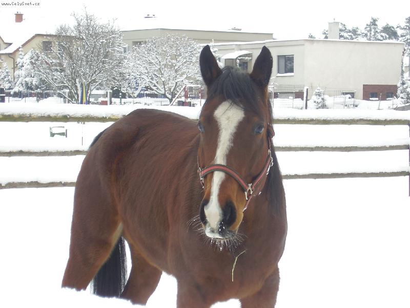 Foto: Ve sn�hu-zima