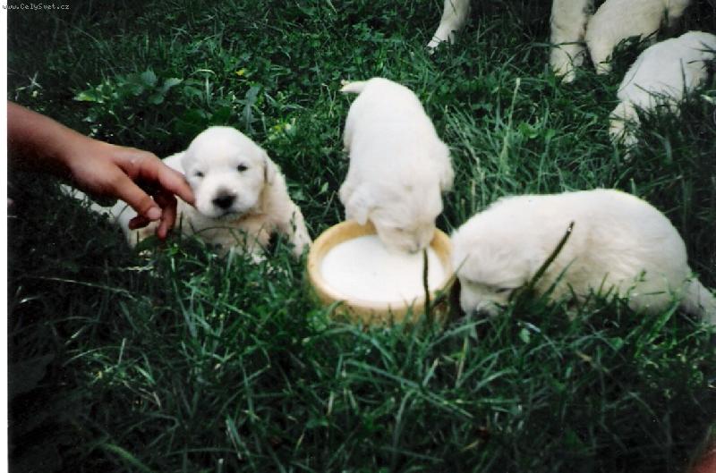 Foto: krmen� drav� zv��e