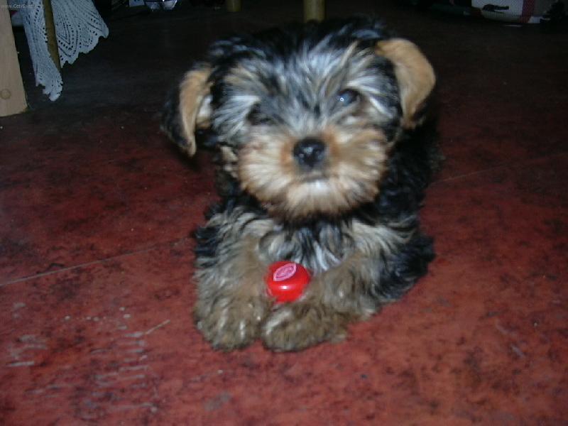 Foto: 3 m�s��n� York��rsk� teri�r Mat�sek-Jak se mate?! :-)