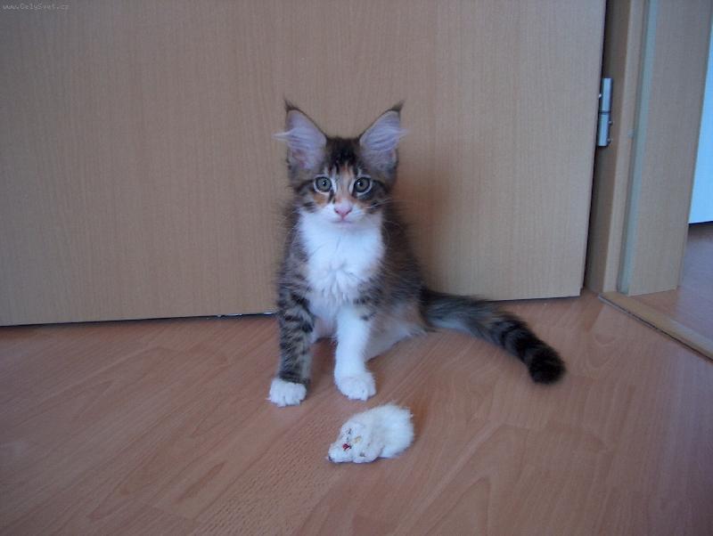 Foto: Kot� mainsk� m�val� ko�ky