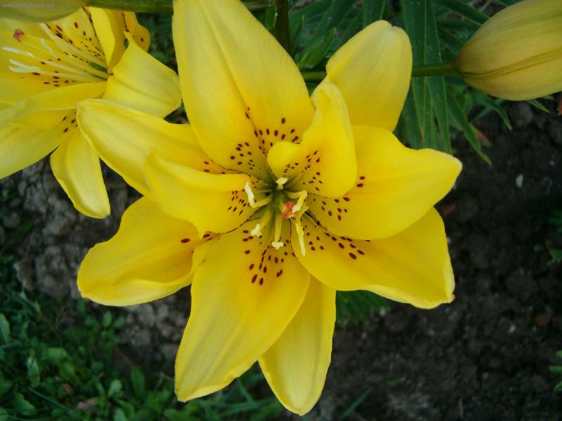 Foto: HPIM1015lilie-Lilie na zahrad�
