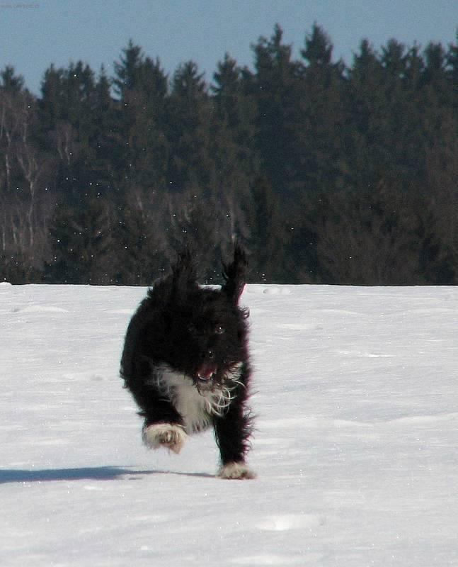 Foto: Bohou�-honi�ka na sn�hu