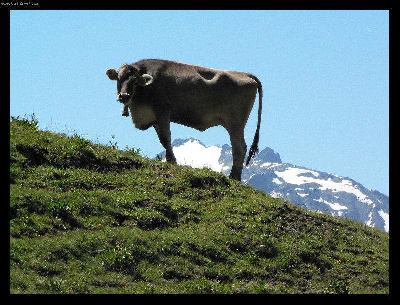 Foto: Kr�va - prav� Milka-Kr�va na kopc�ch Alp v Rakousku