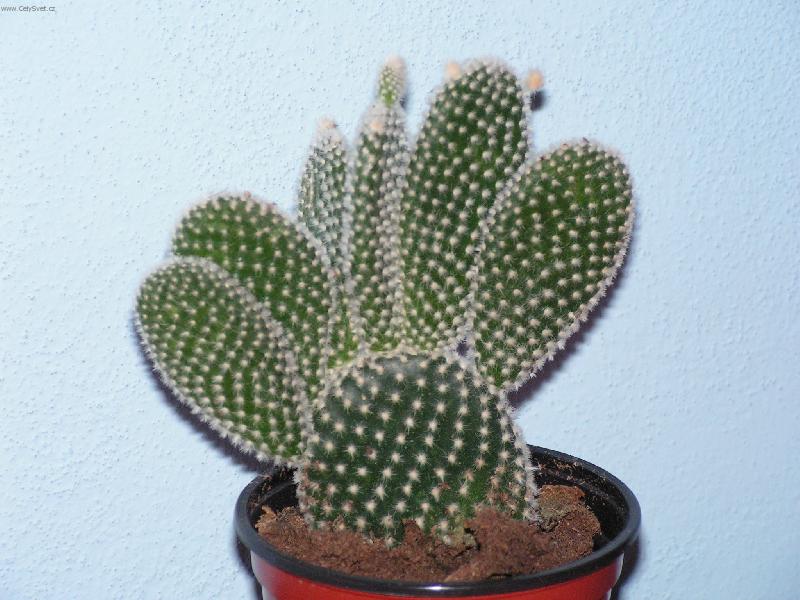 Foto: mal� chlup��