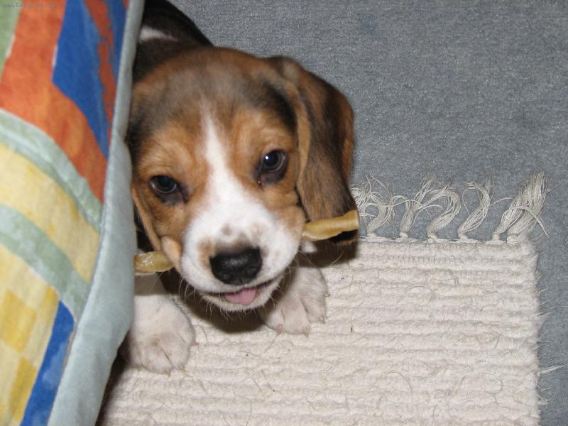 Foto: Max�k-Prvn� boje s kosti�kou